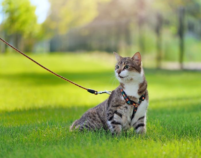 Plimbarea pisicii în lesă este foarte benefică. Animalul are parte de exerciții fizice. Lumea exterioară îi oferă numeroși stimuli care au un efect pozitiv asupra psihicului său.
